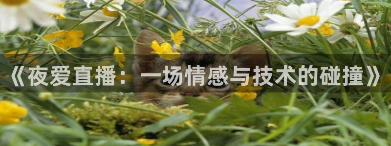9255tv直播无插件nba：《夜爱直播：一场情感与技术的碰撞》